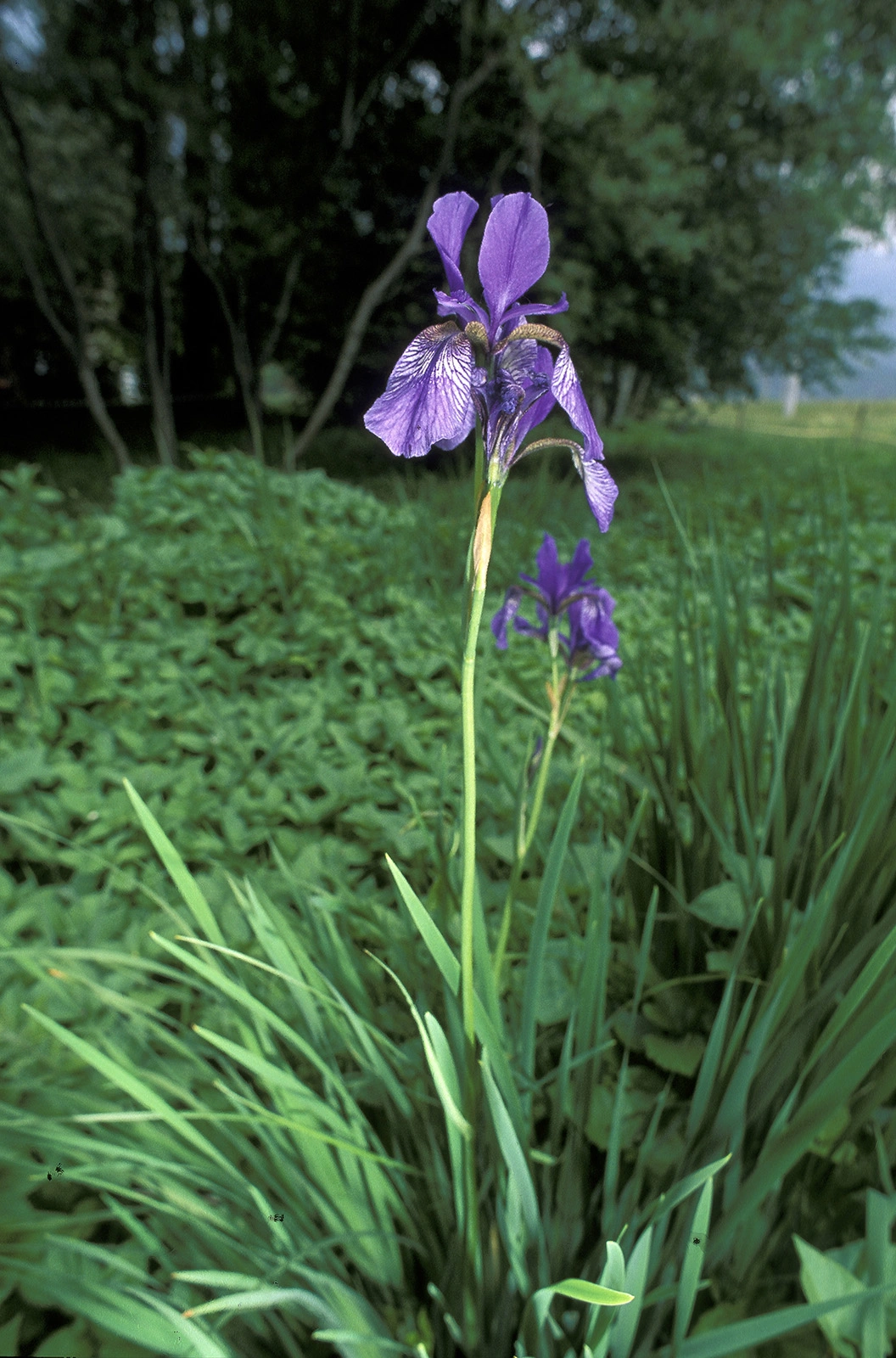 Photo Maurizio Broglio - Iris sibirica